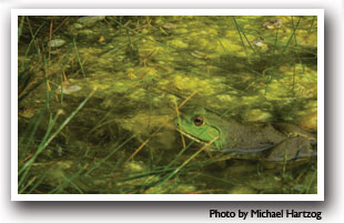 Green frog in water, San Luis Valley, Colorado, Photo by Michael Hartzog